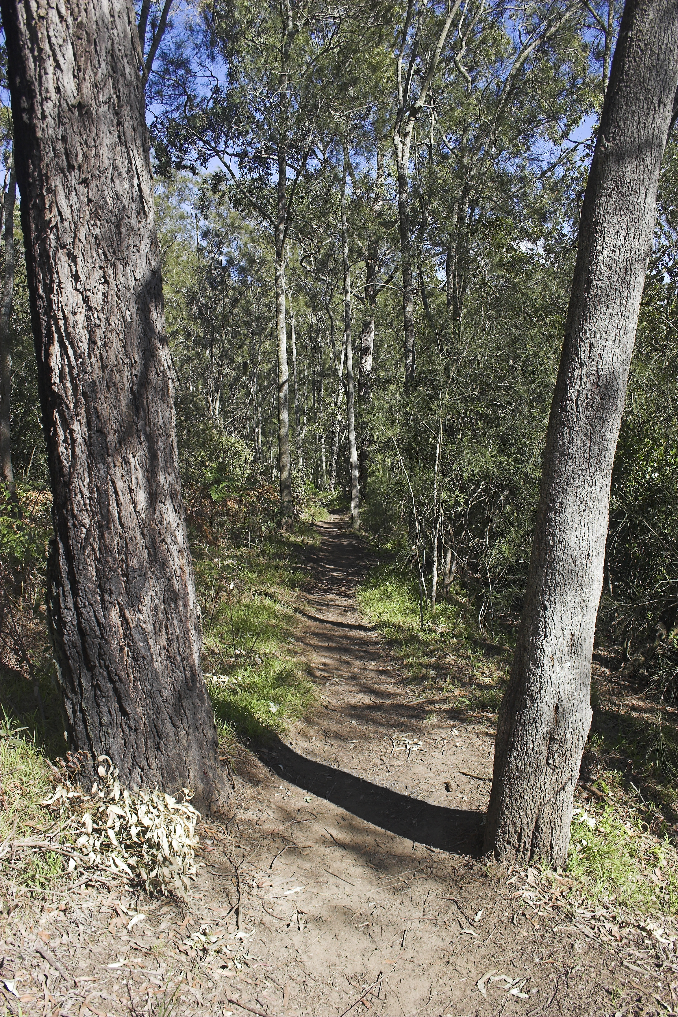 Forest Path